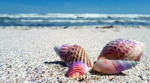seashells sound like the ocean