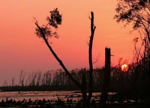Will a song save the Sunderbans