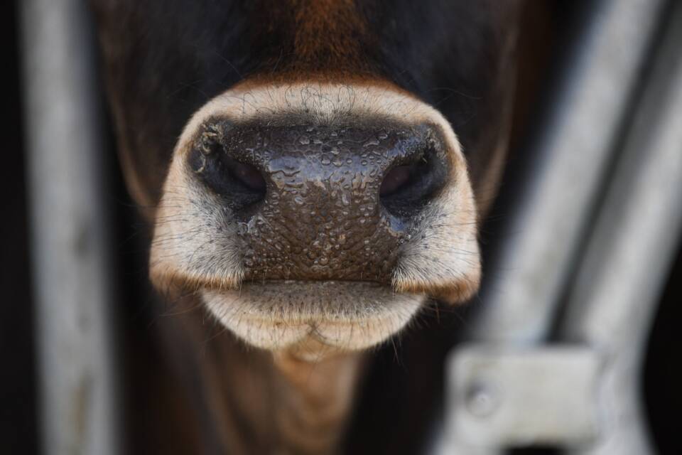 Every time a cow burps, it may need to pay tax…how?