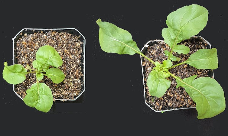 Two plants as shown from above on a black table. The plant on the left is smaller than the plant on the right.