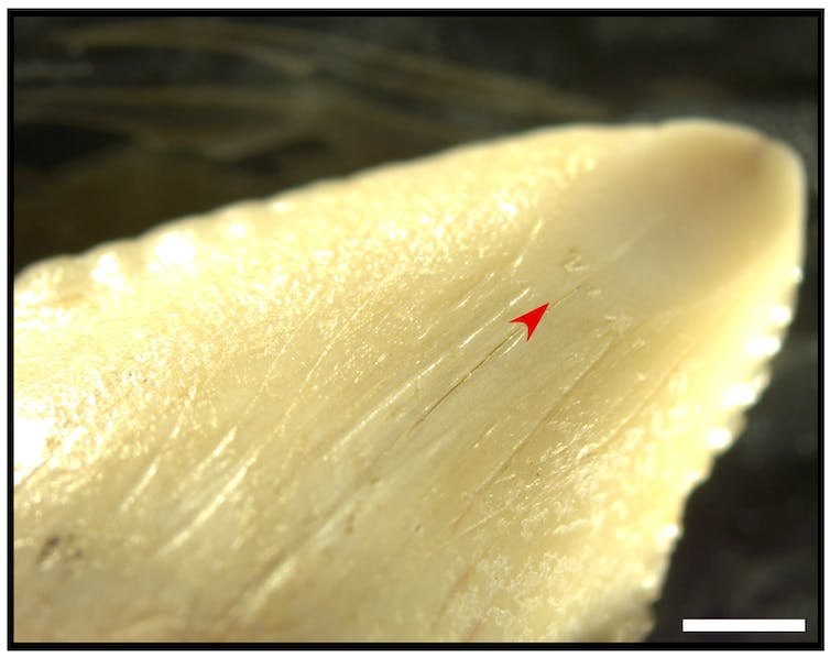 Close-up photo of a pointy yellow tooth tooth with scratches clearly visible