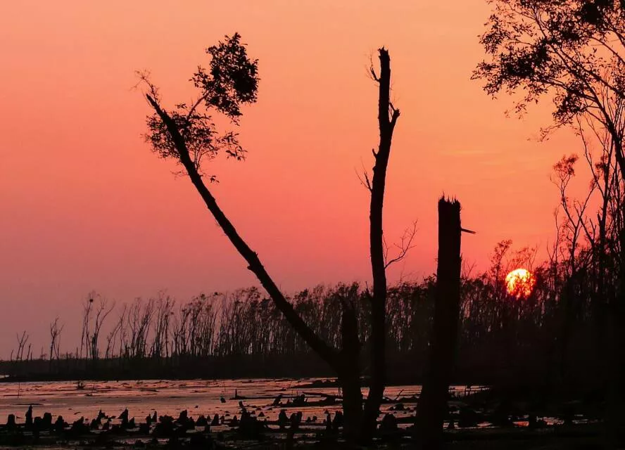 Will a song save the Sunderbans