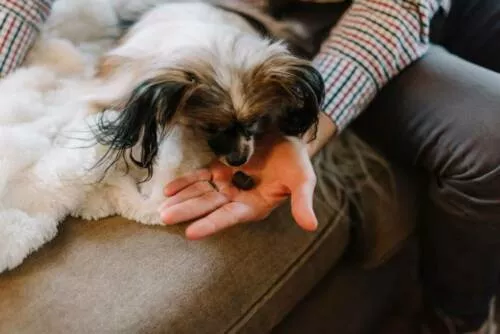 How to Use CBD Oil for Dogs: A Comprehensive Guide?